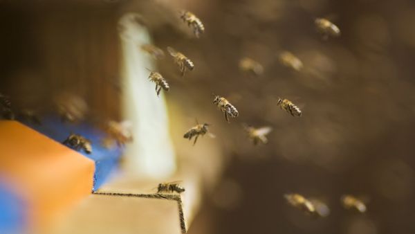 Vingt personnes attaquées par trois ruches d'abeilles en pleine ville : plusieurs victimes en urgence absolue et un quartier bouclé