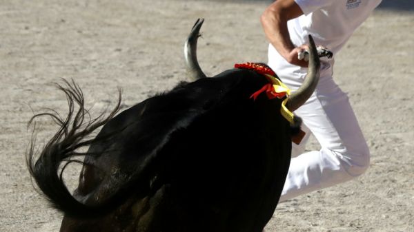 Course camarguaise : Valto (manade Saint-Léonard) s'impose ce samedi 5 juillet à Uzès (Avenir)