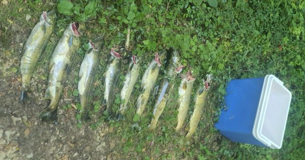 Doubs. « Ils pêchaient les truites sauvages à la main » : cinq braconniers appréhendés par l'OFB dans la Loue