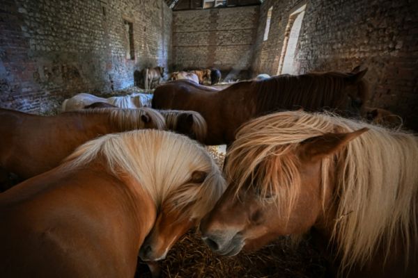 D'âne du pauvre à compagnon des enfants: Comment le poney a "sauvé l'équitation"