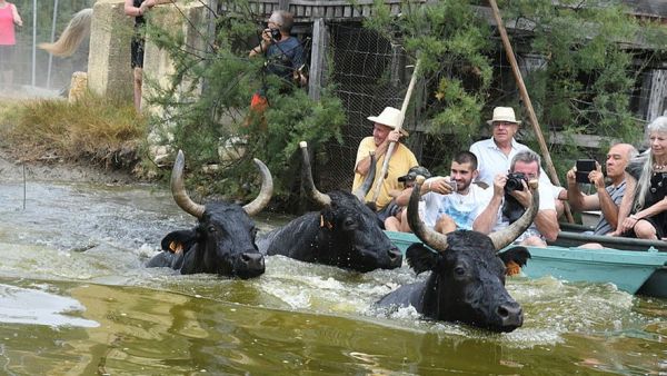 Fête votive dans le Gard : le taureau s'échappe de la bandido et percute une dame par-derrière