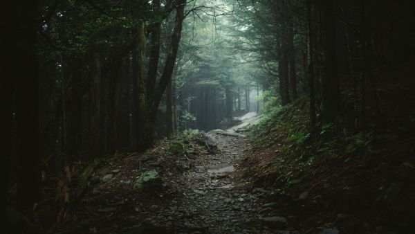 Une passagère disparaît pendant son escale en croisière : elle était partie faire une randonnée et a trouvé la mort dans la forêt
