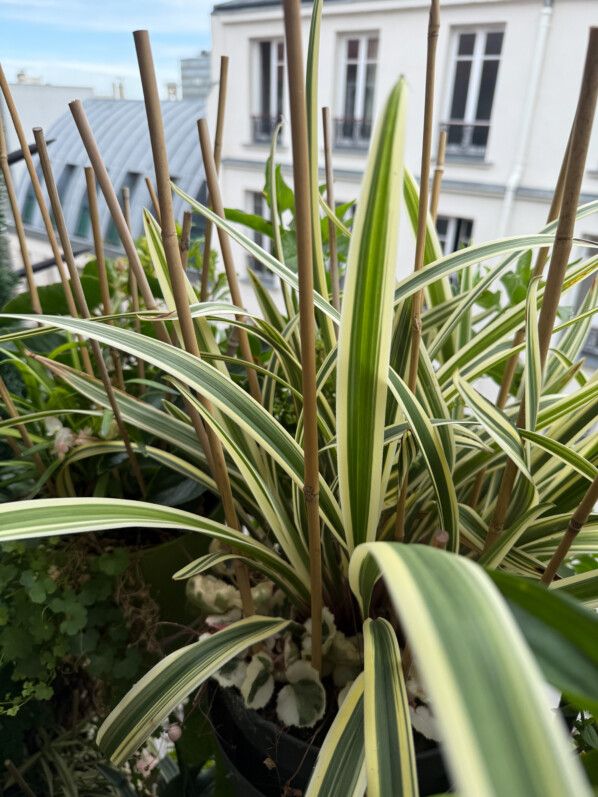 Dianella caerulea ‘Destiny', superbe variété de lis de Tasmanie au feuillage panaché
