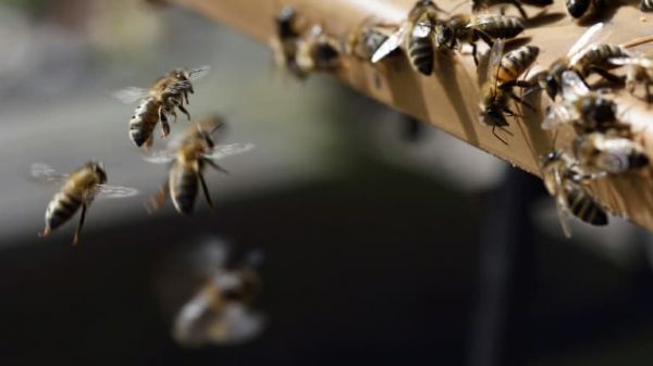 "Cela aurait pu être beaucoup plus grave": une vingtaine de personnes attaquées par des abeilles à Aurillac, trois en urgence absolue