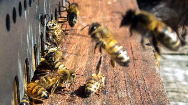 Attaque d'abeilles dans le Cantal : le maire d'Aurillac envisage d'"interdire la présence de ces ruchers"