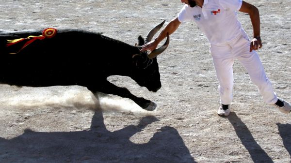 Course camarguaise : Chabenço (Guillierme) conclut brillamment ce samedi 5 juillet à Mauguio (Avenir)