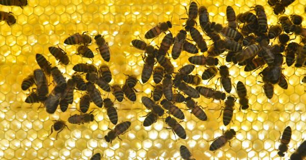 Cantal. 24 personnes piquées, 3 hospitalisations, « choc cardiaque »... Ce que l'on sait de l'attaque d'abeilles à Aurillac