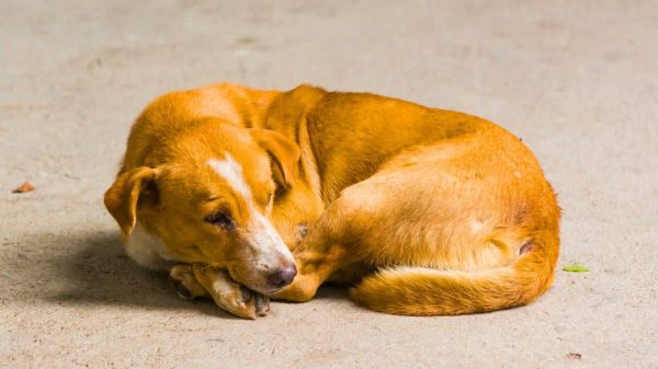 Ce qu’il faut vraiment faire pour signaler une maltraitance animale ou un abandon