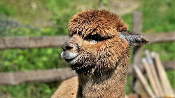 Un lama s'échappe d'un cirque et se balade dans les rues de Cavaillon