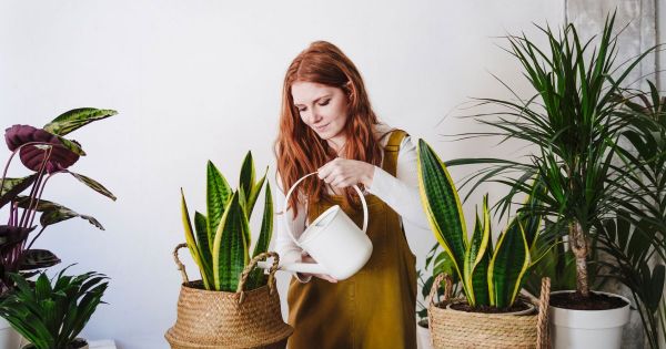 Voici la plante idéale pour celles et ceux qui oublient toujours de les arroser (elle survit un mois sans eau)
