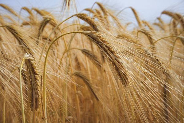 Tunisie : 9,2 millions de quintaux de céréales collectés au 4 juillet 2025