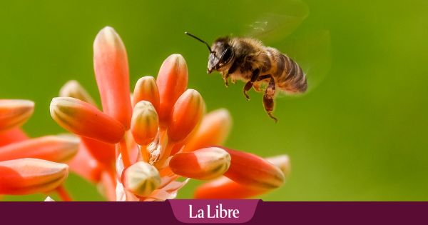 Violente attaque d'abeilles en France : 24 personnes piquées, trois d'entre elles hospitalisées en urgence absolue