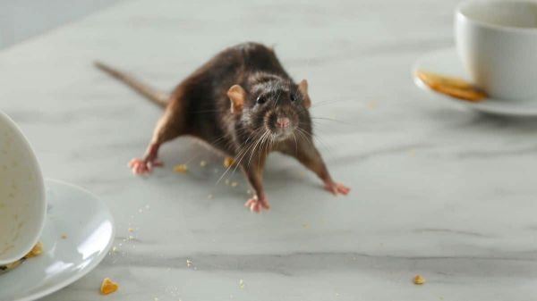 Cette astuce très efficace et redoutable pour se débarrasser des rats en quelques secondes