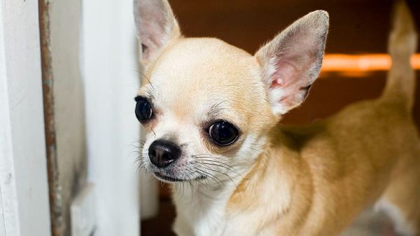 Suisse: un homme tombé dans une crevasse sauvé "grâce au comportement" de son chihuahua