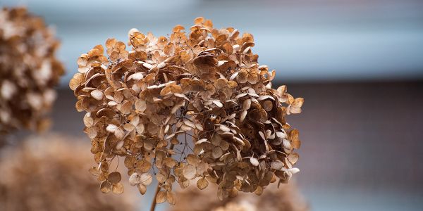 Faut-il couper les fleurs fanées des hortensias ?