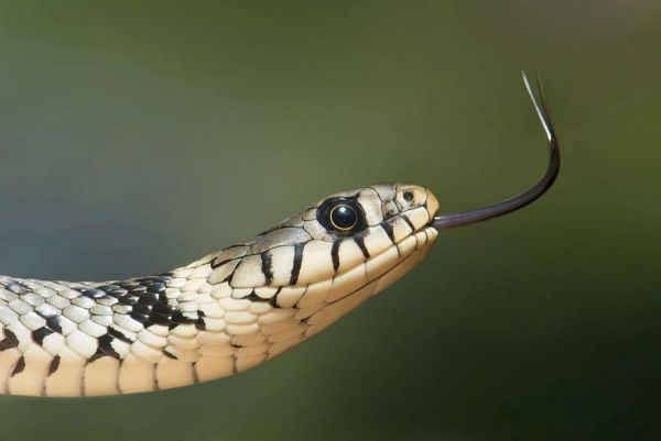 Piqûre, visqueux et froid... Trois idées fausses sur les serpents