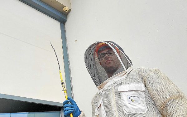 « On les trouve partout et c'est ça le danger » : les frelons asiatiques prolifèrent à Rennes, il est chargé de les éliminer