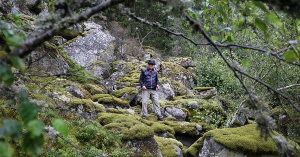 Il était une fois les plantes. En Alsace, les mousses et lycopodes racontent un monde figé depuis la dernière glaciation