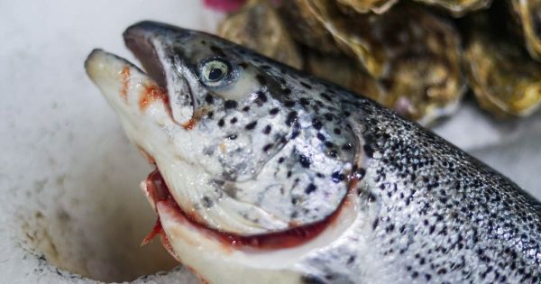Quiz. Saurez-vous reconnaître ces poissons que l'on retrouve sur les étals ?