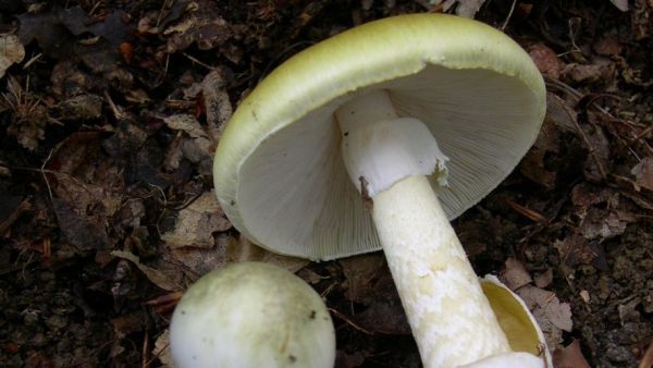 Elle sert des champignons vénéneux à sa belle-famille et tue trois personnes : l'accusée reconnue coupable de triple meurtre