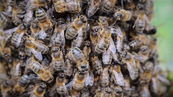 TEMOIGNAGE. Attaque d'abeilles à Aurillac : "J'ai vu une jeune femme en soutien-gorge, les gens étaient paniqués", raconte une habitante