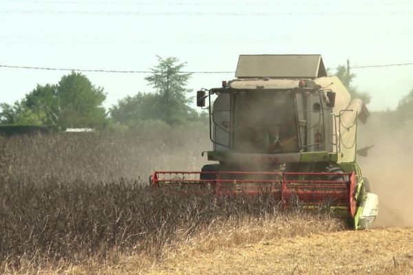 "On a une chute de rendements de 20 %" : sécheresse et fortes chaleurs provoquent des moissons précoces et moins rentables