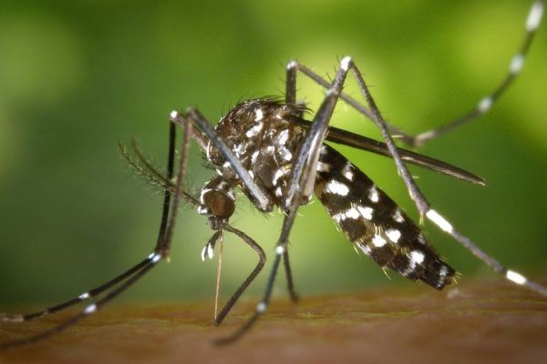 Moustiques tigres : 25 cas de dengue et de chikungunya en Centre-Val de Loire en 2025, un tiers de la population exposée au risque
