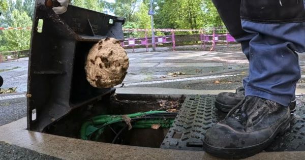 Métropole de Lyon. « Ils peuvent être partout » : guêpes et frelons font leur retour avec la chaleur