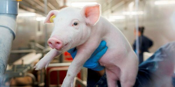 « Animaux médicaments » : un cochon qui valait 100 millions