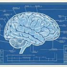 Voici l'architecte inattendu du cerveau humain