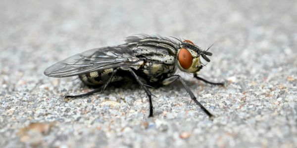Qui mieux qu'une mouche pour faire le ménage ?