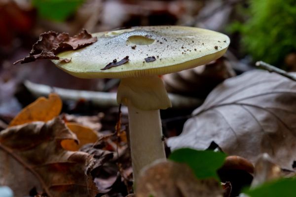 La femme qui avait tué trois personnes avec des champignons vénéneux condamnée en Australie