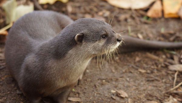 "Il ne faut jamais leur montrer nos mollets". Toutes petites, elles imposent le respect aux soigneurs de Beauval