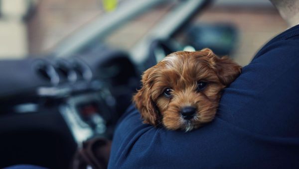Les vols d'animaux explosent chaque été : ce que vous devez savoir