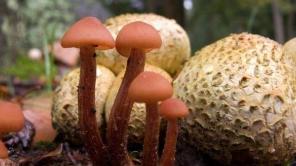 Meurtre aux champignons vénéneux en Australie :  l'accusée reconnue coupable