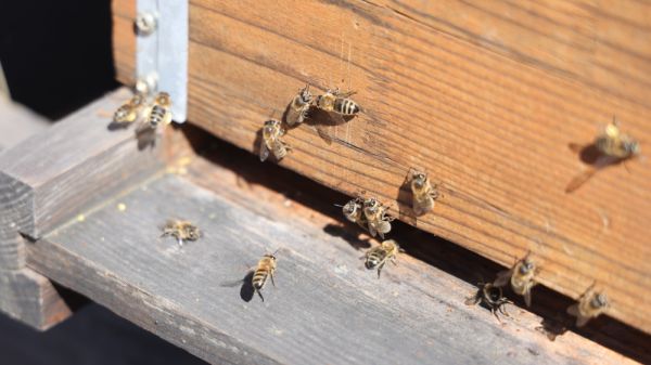 Trois personnes hospitalisées après une attaque d'abeilles à Aurillac, dans le Cantal