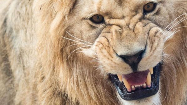 « L'animal l'a attrapée par le bras » : une femme grièvement blessée, après avoir été attaquée par un lion en Australie
