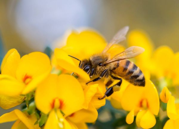 Virulente attaque d'abeilles à Aurillac, trois personnes hospitalisées