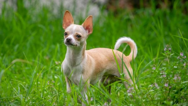 Il tombe dans un trou de 8 mètres de profondeur : son chihuahua lui sauve miraculeusement la vie