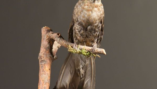 Un petit oiseau avec un cerveau de la taille d'un grain de riz à voir au muséum de Toulouse