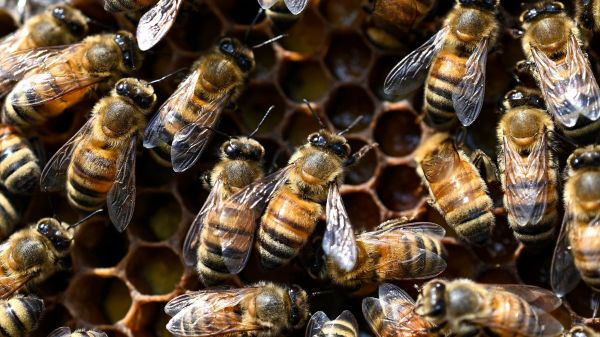 24 blessés, trois personnes en urgence absolue: comment expliquer la spectaculaire attaque d'abeilles à Aurillac