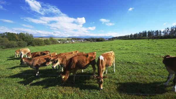 Au Japon, les voitures vont-elles bientôt carburer à... la bouse de vache ?