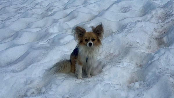 Comment ce chihuahua a sauvé la vie de son maître tombé dans une crevasse