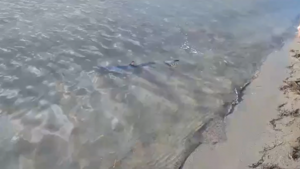 Il était "manifestement inoffensif et surtout égaré" : un requin peau bleue filmé au bord de la plage du Grau-du-Roi