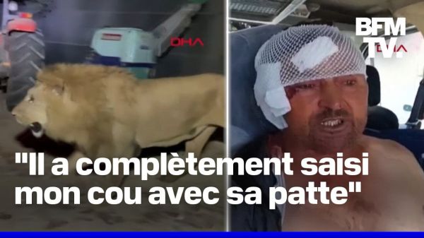 Turquie: un lion s'échappe d'un zoo et attaque un ouvrier agricole avant d'être abattu