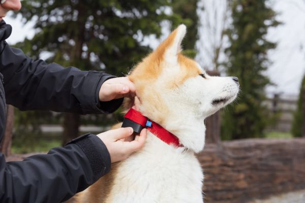 Suivi santé et localisation : le Biotracker GPS pour chien