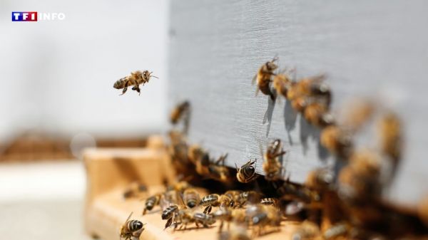 "Il n'y avait jamais eu de problème" : le maire d'Aurillac réagit après la virulente attaque d'abeilles qui a envoyé 3 personnes à l'hôpital | TF1 INFO