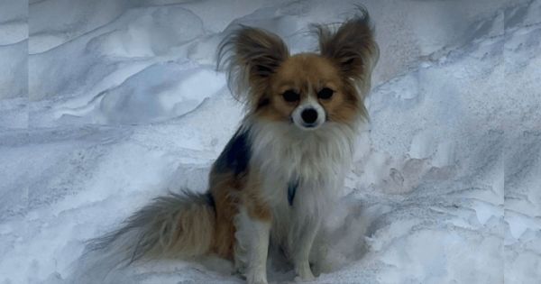 Tombé dans une crevasse en Suisse, il est sauvé par son chihuaha !