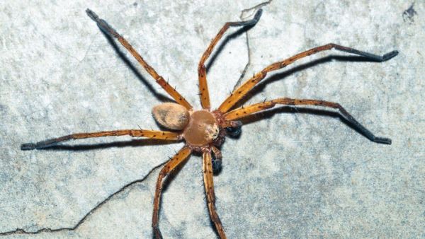 Ils s'installent dans une ancienne maison et partagent sans le savoir leur quotidien avec des milliers d'araignées venimeuses pendant 5 ans