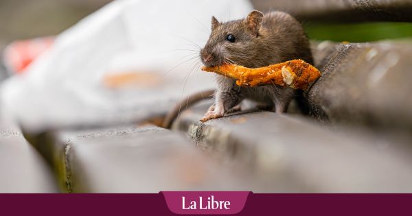 Une commune wallonne envahie par les rats : "On risque d'atteindre un point de non-retour"